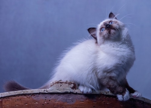 portrait chaton blanc sur le dos d'un fauteuil sacré de birmanie