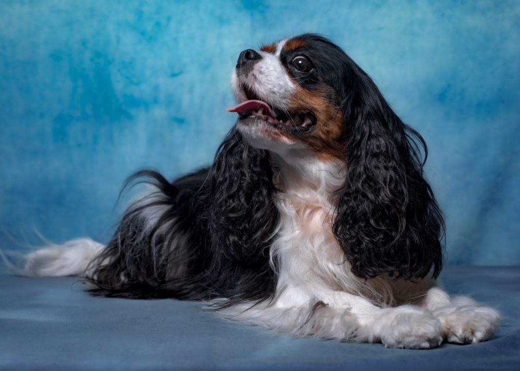 shooting photo avec animal de compagnie par photographe animaux au studio photo Céline Pivoine Eyes à Montreuil près de Paris chien Aura portrait canin