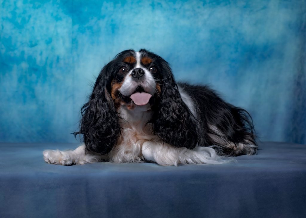 shooting photo avec animal de compagnie par photographe animaux au studio photo Céline Pivoine Eyes à Montreuil près de Vincennes chien Aura portrait canin 