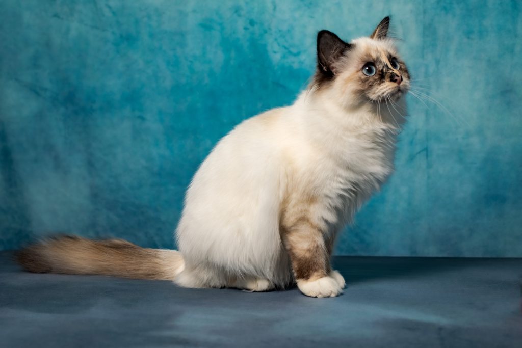 shooting photo avec animal de compagnie par photographe animaux chaton sacré de Birmanie au studio photo Céline Pivoine Eyes à Montreuil près de Paris