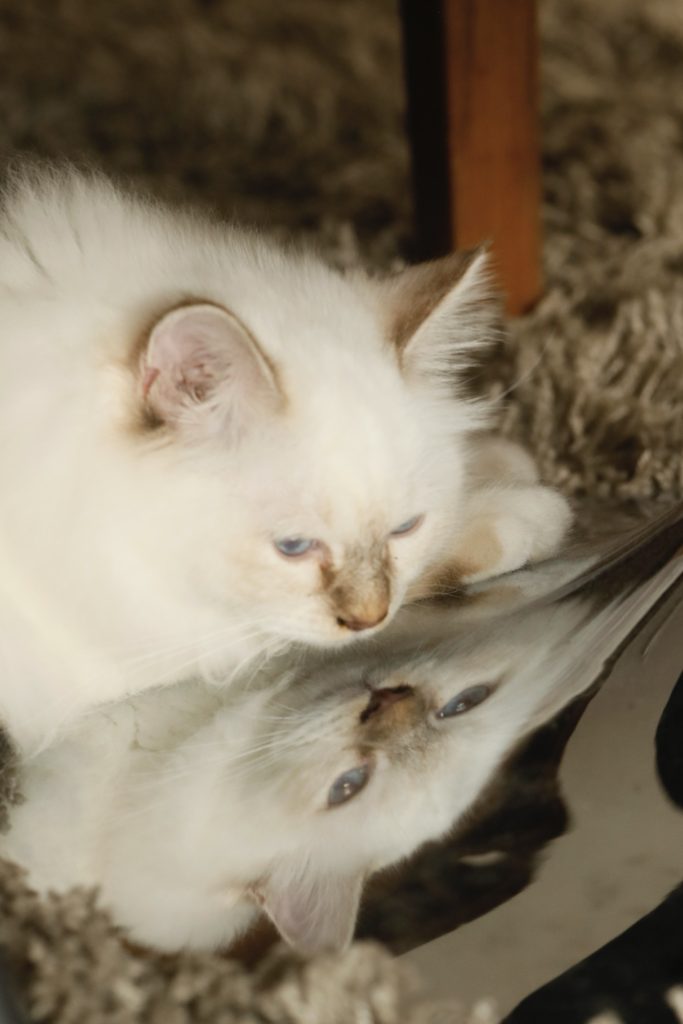shooting photo avec animal de compagnie par photographe animaux chaton sacré de Birmanie au studio photo Céline Pivoine Eyes à Montreuil en ile de France