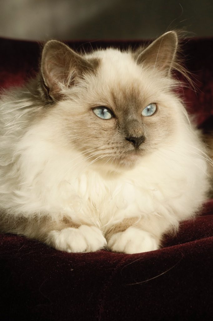 shooting photo avec animal de compagnie par photographe animaux chaton sacré de Birmanie au studio photo Céline Pivoine Eyes à Montreuil près de Fontenay sous Bois 