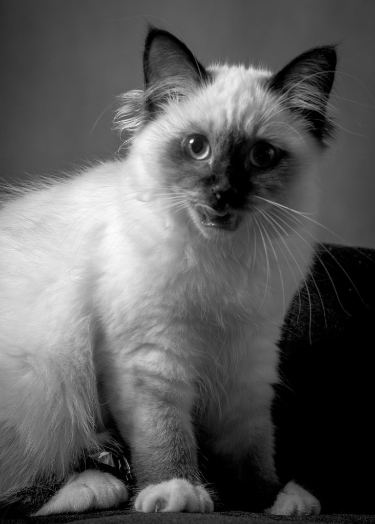 shooting photo avec animal de compagnie par photographe animaux chaton sacré de Birmanie au studio photo Céline Pivoine Eyes à Montreuil près de Noisy le sec