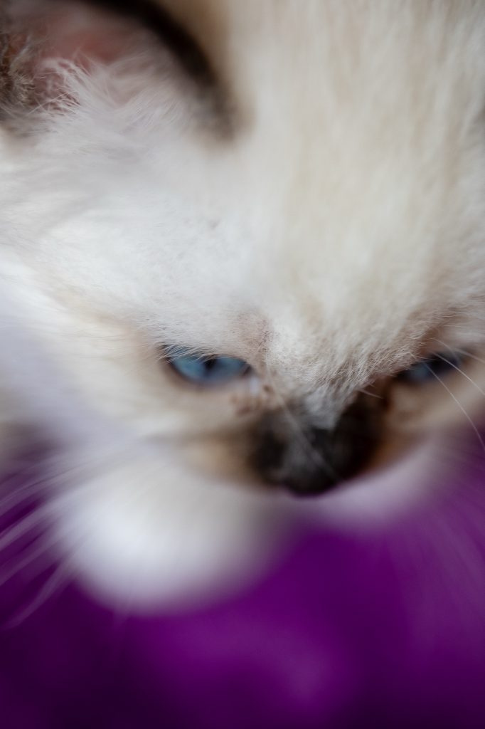 Séance photographe animal de compagnie chat sacré de Birmanie du centre Béo de Céline Jesset médiation animale par Céline Pivoine Eyes femme photographe au studio photo location à Montreuil 93 près de Vincennes tête de chaton 