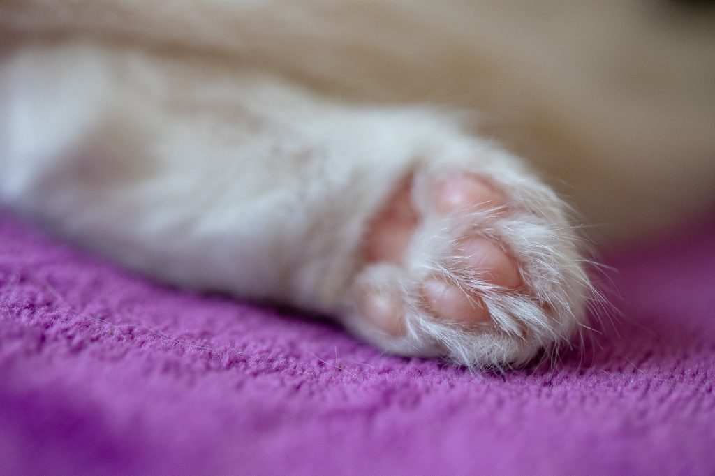 Séance photographe animal de compagnie chat sacré de Birmanie du centre Béo de Céline Jesset médiation animale par Céline Pivoine Eyes femme photographe au studio photo location à Montreuil 93 près de Paris patte de chaton 