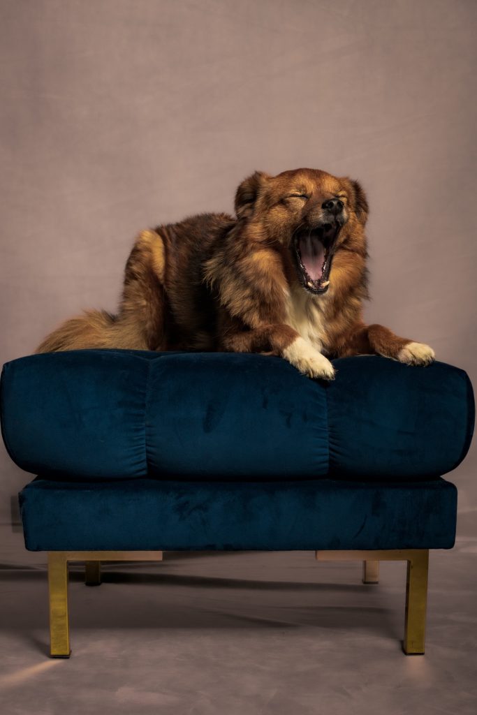 Séance photographe pour animal de compagnie avec Haruki un chien roux qui baille sur un pouf bleu par céline pivoine eyes femme photographe au studio photo location à Montreuil 93 près de Vincennes