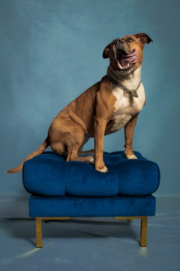Séance photographe pour animal de compagnie avec Omi une chienne staff adorable sur un pouf bleu par céline pivoine eyes femme photographe au studio photo location à Montreuil 93 près de Paris