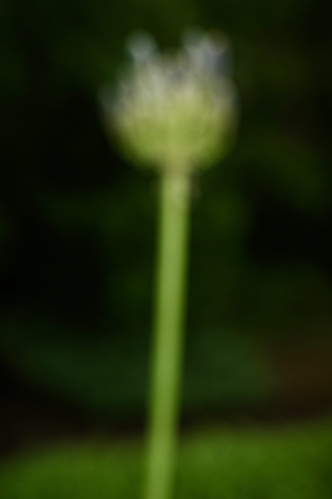 Ricoh GRiii une journée de test en trouble photography flou artistique tige et fleur verte sur le balcon 