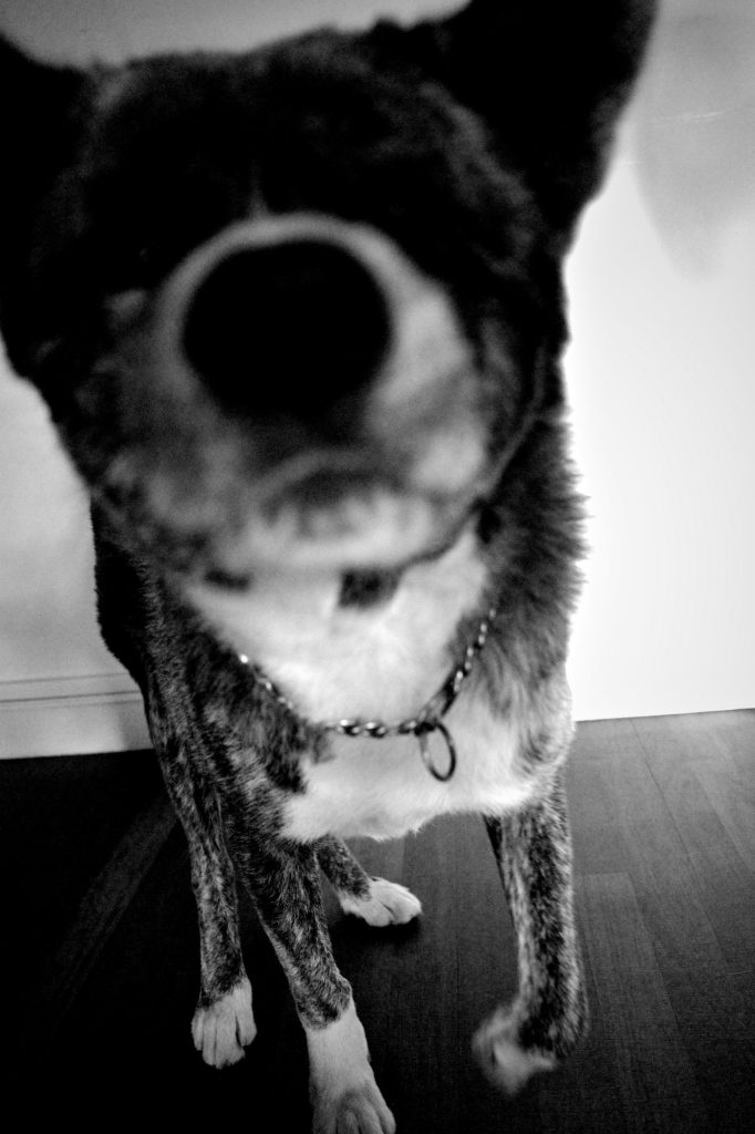 Ricoh GRiii une journée de test en trouble photography flou artistique Hoyo en mouvement chien Akita Inu truffe