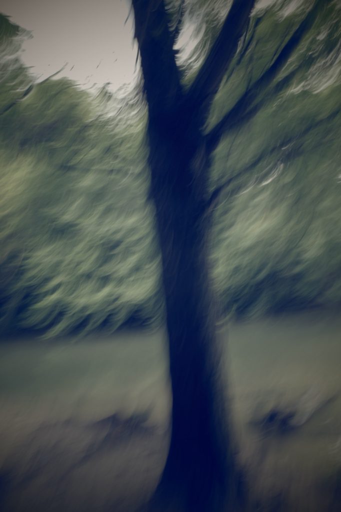 Ricoh GRiii une journée de test en trouble photography flou artistique icm arbre promenade bords de marne 