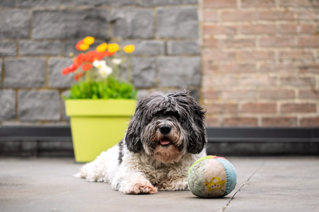 Séance photo shooting animal de compagnie chien avec Lucky à domicile sur une terrasse en extérieur par céline pivoine eyes femme photographe à Montreuil 93 studio photo location près de Vincennes