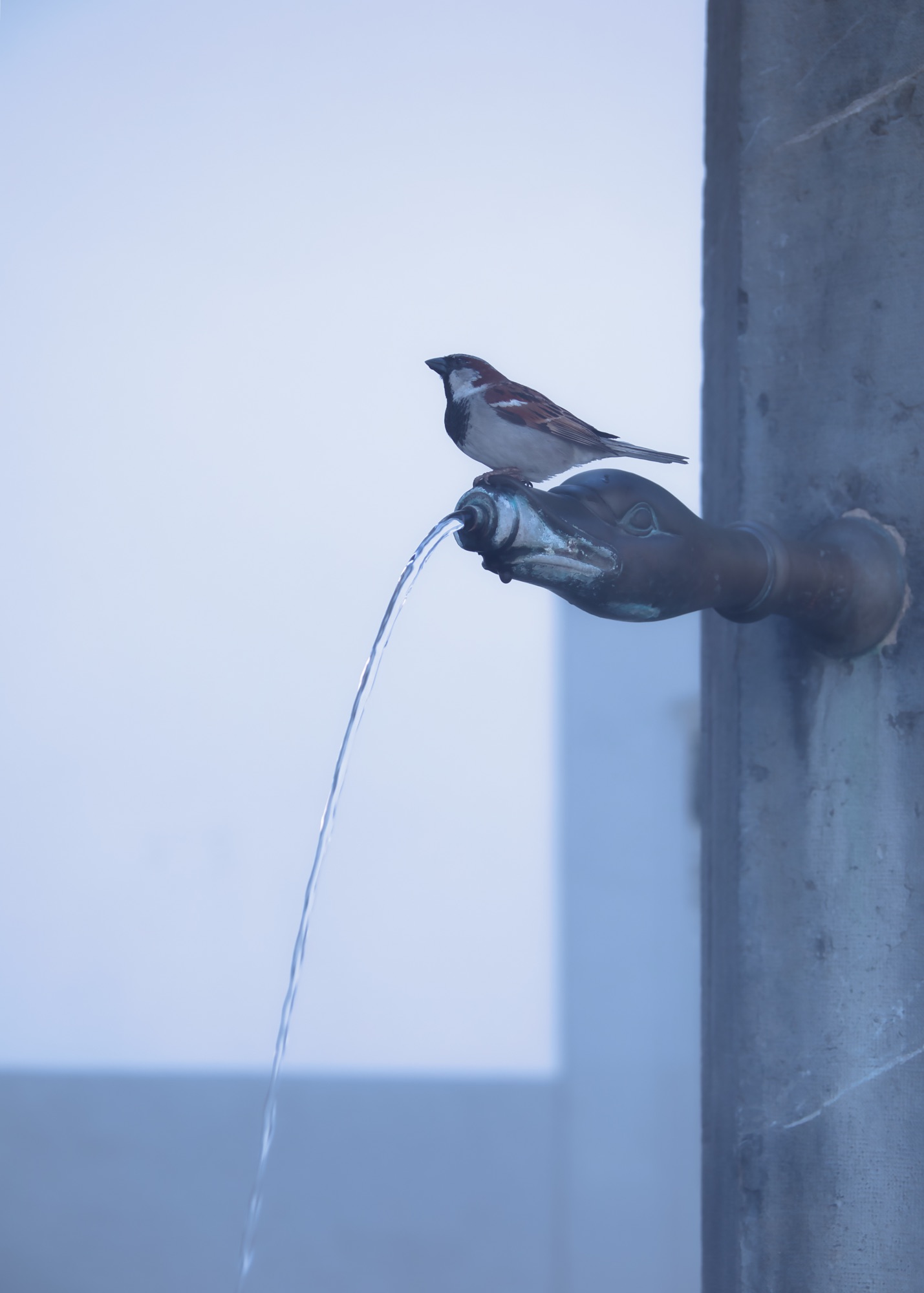 Collection art photographie oiseau sur une fontaine fond bleu pastel à Vevey en Suisse par céline pivoine eyes femme photographe galerie art en ligne