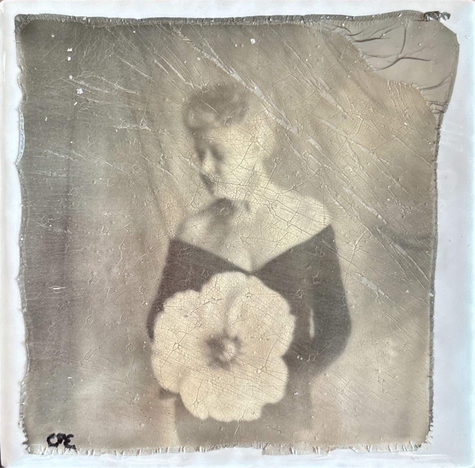 Carol-Anne — offerte