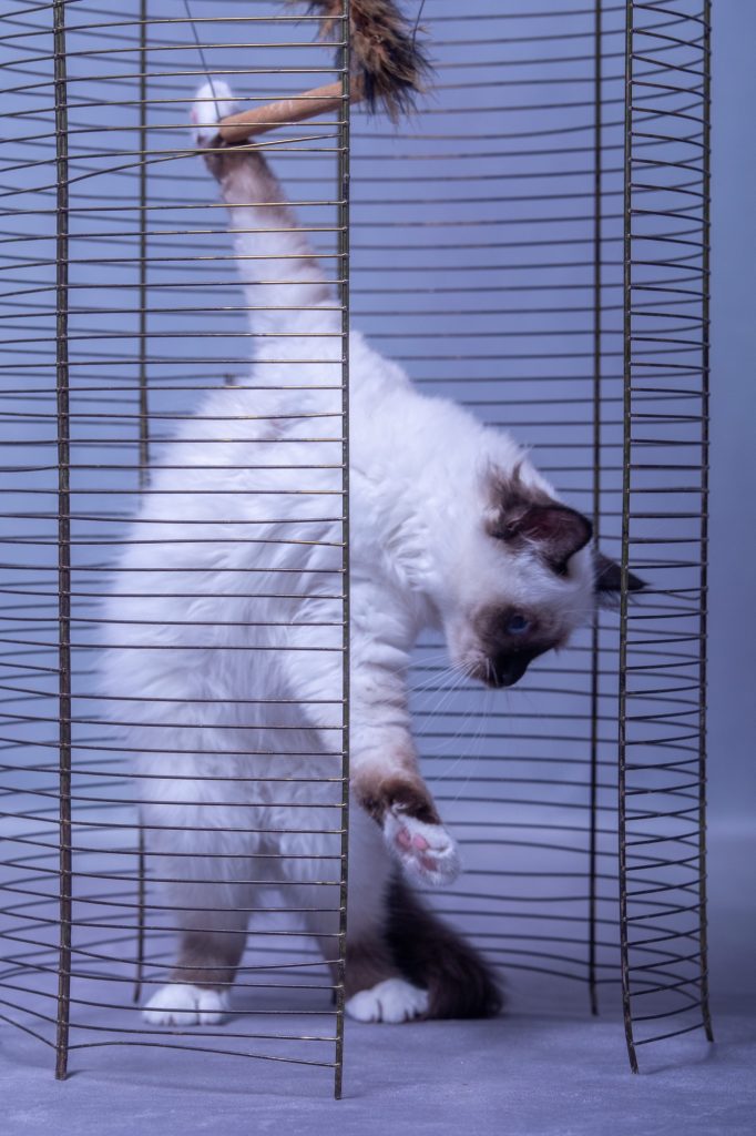 shooting photo avec animal de compagnie par photographe animaux chaton sacré de Birmanie au studio photo Céline Pivoine Eyes à Montreuil 93 près de Rosny sous bois cage