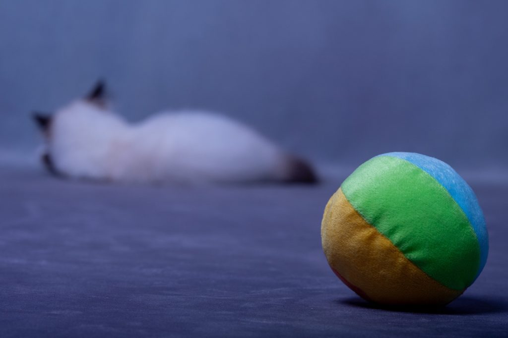 shooting photo avec animal de compagnie par photographe animaux chaton sacré de Birmanie au studio photo Céline Pivoine Eyes à Montreuil 93 près de Nogent sur Marne balle chaton endormi