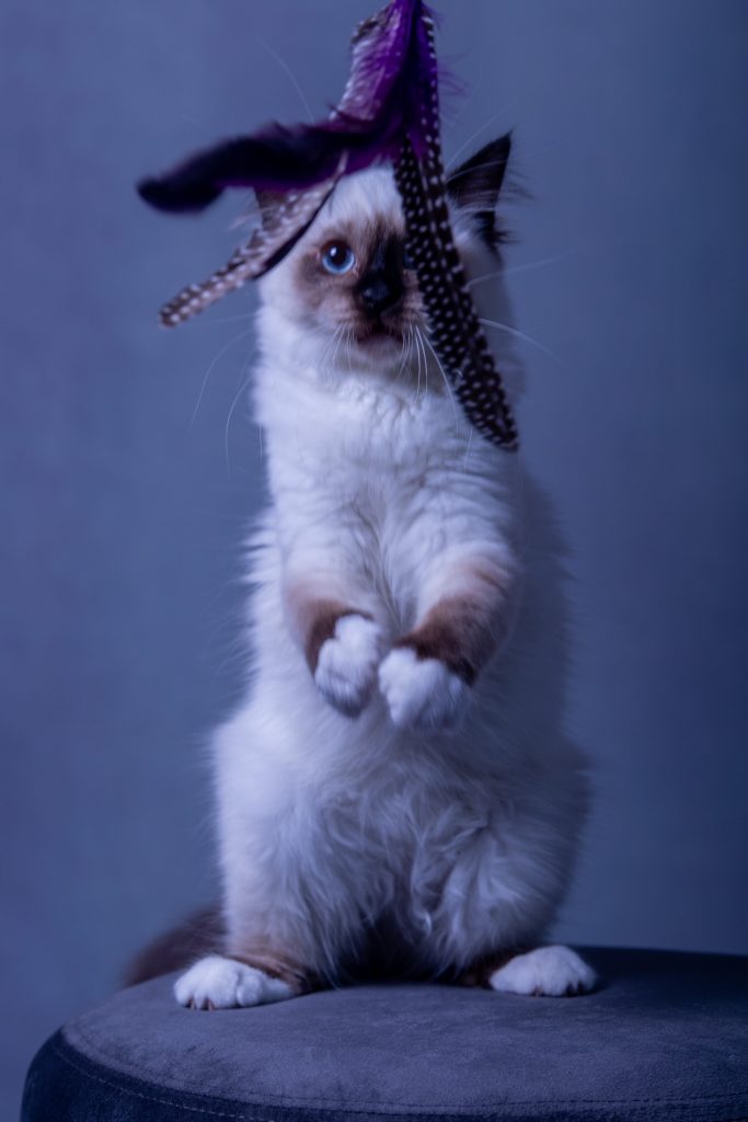 shooting photo avec animal de compagnie par photographe animaux chaton sacré de Birmanie au studio photo Céline Pivoine Eyes à Montreuil 93 près de Noisy le sec chat debout plume jouet