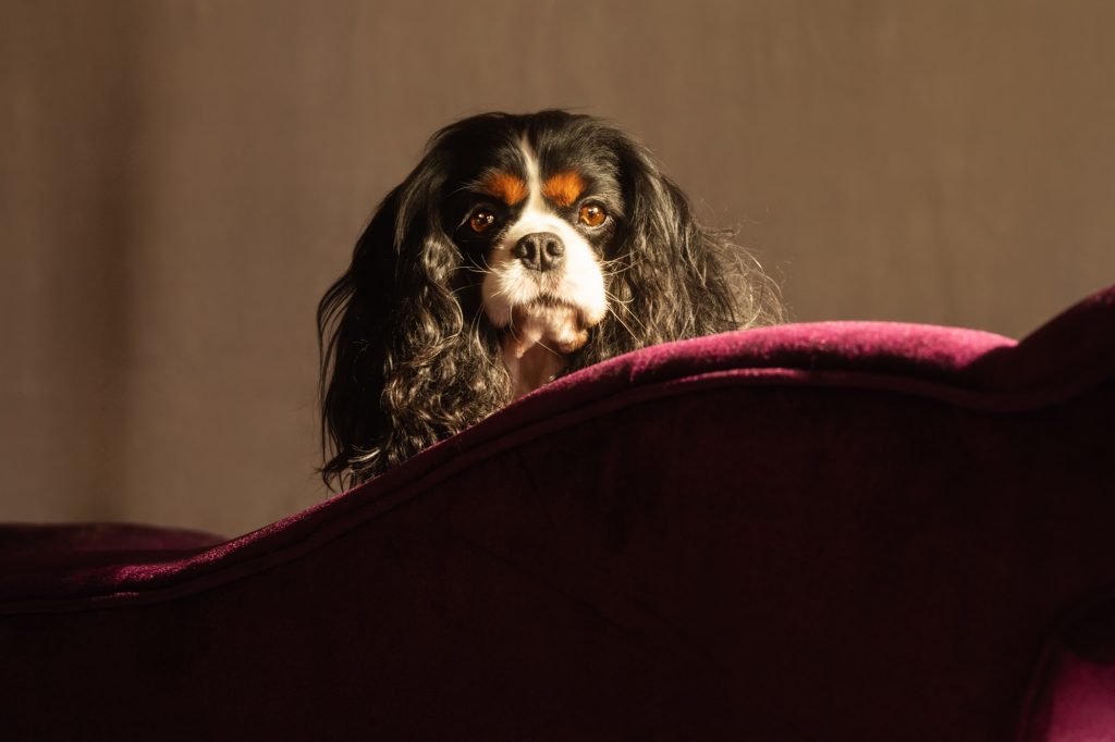 shooting photo avec animal de compagnie par photographe animaux chien Aura portrait canin sur sofa