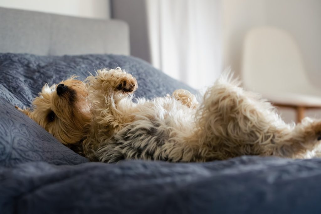 Séance photo shooting animal de compagnie chien avec Elliot sur le dos sur un lit bleu à domicile