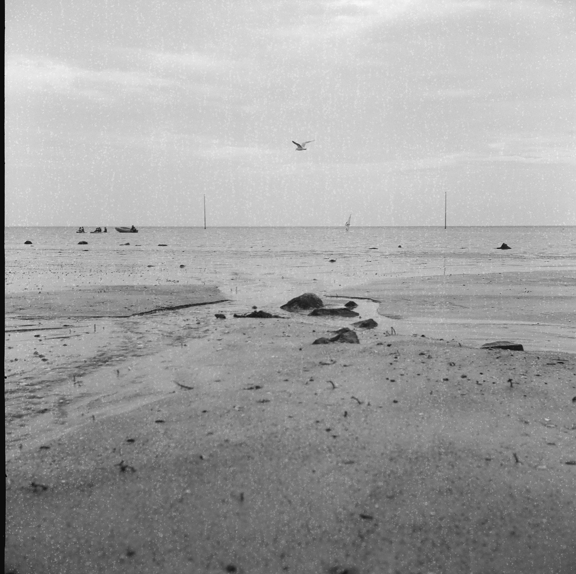 Flexaret II Meopta F005 appareil photo argentique ancien moyen format TLR film 120 6x6 collection avec objectifs Metax et obturateur Prontor-SVS (c. 1948) plage de Granville normandie mer plage oiseau noir et blanc