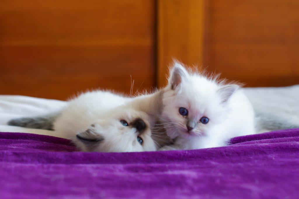 Séance photographe animal de compagnie chat sacré de Birmanie du centre Béo de Céline Jesset médiation animale fratrie deux chatons jouant aux yeux bleus sur une couverture violette