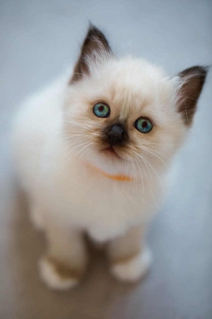 Séance photographe animal de compagnie chat sacré de Birmanie du centre Béo de Céline Jesset médiation animale chaton blanc assis regard portrait yeux bleus