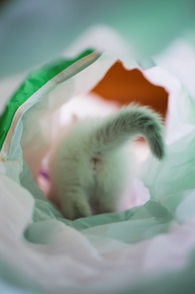 Séance photographe animal de compagnie chat sacré de Birmanie du centre Béo de Céline Jesset médiation animale chaton de derrière queue dans un tunnel